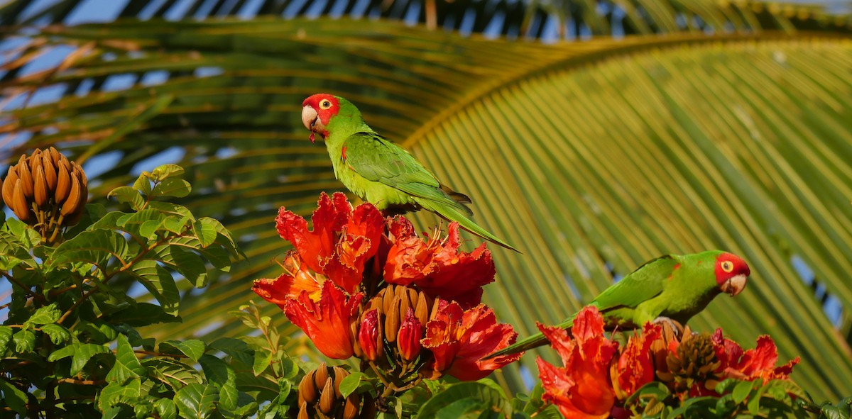 Red-masked Parakeet - Nick Kalodimos