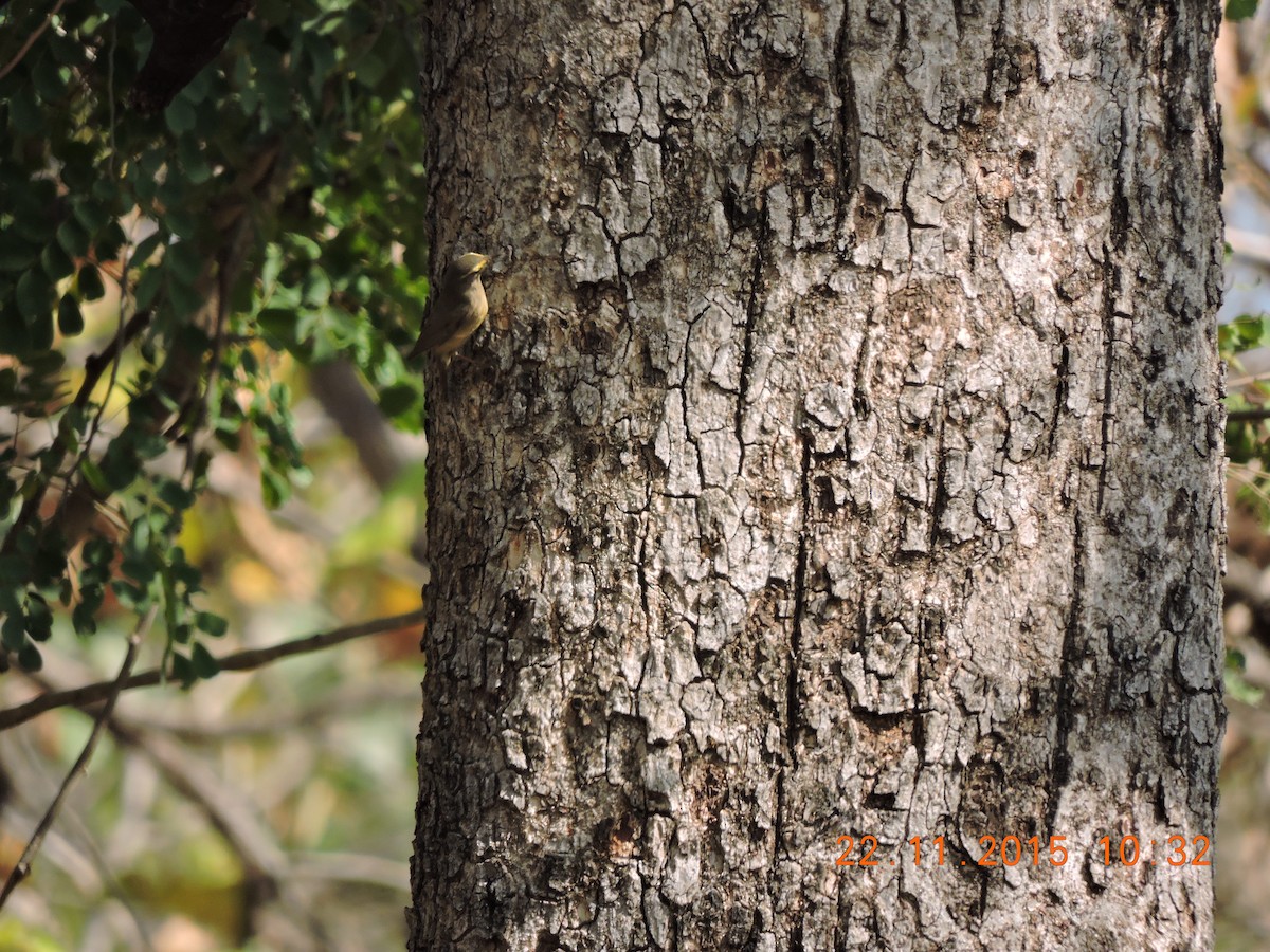 Sulphur-bellied Warbler - Anil Subramaniam