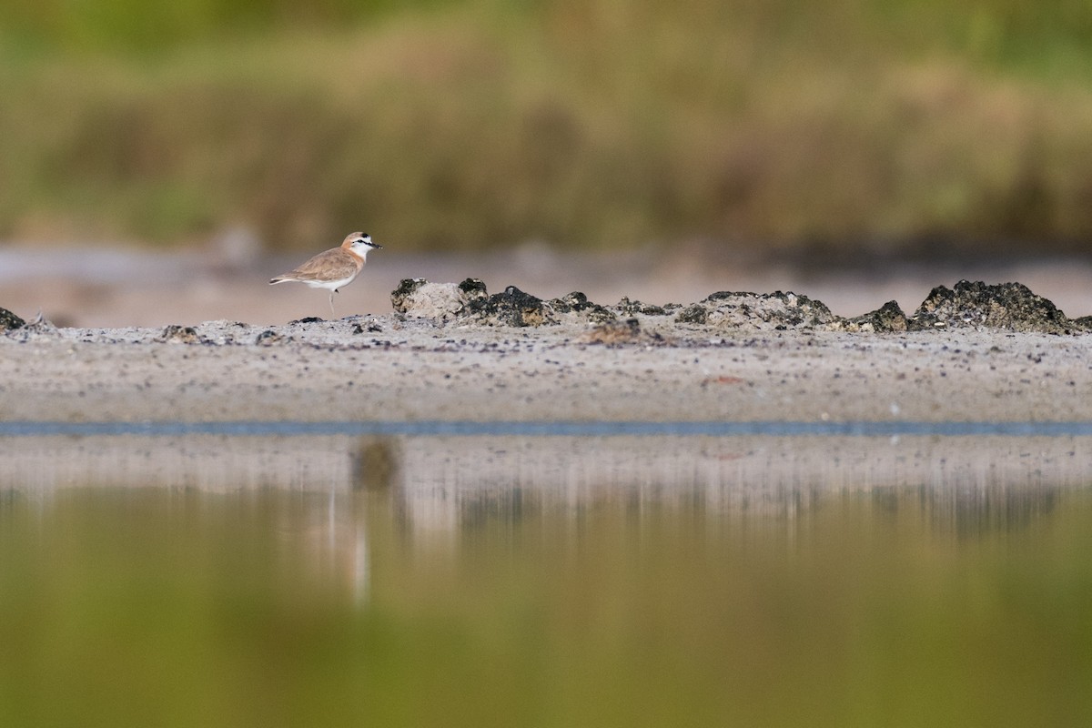 White-fronted Plover - ML212386361