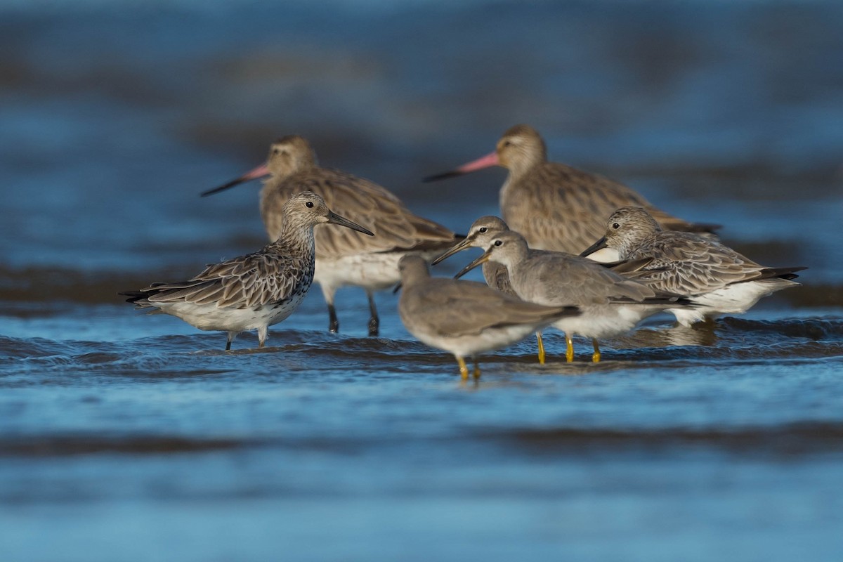 Great Knot - ML212388811