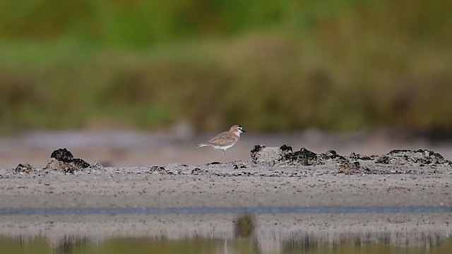 White-fronted Plover - ML212389141