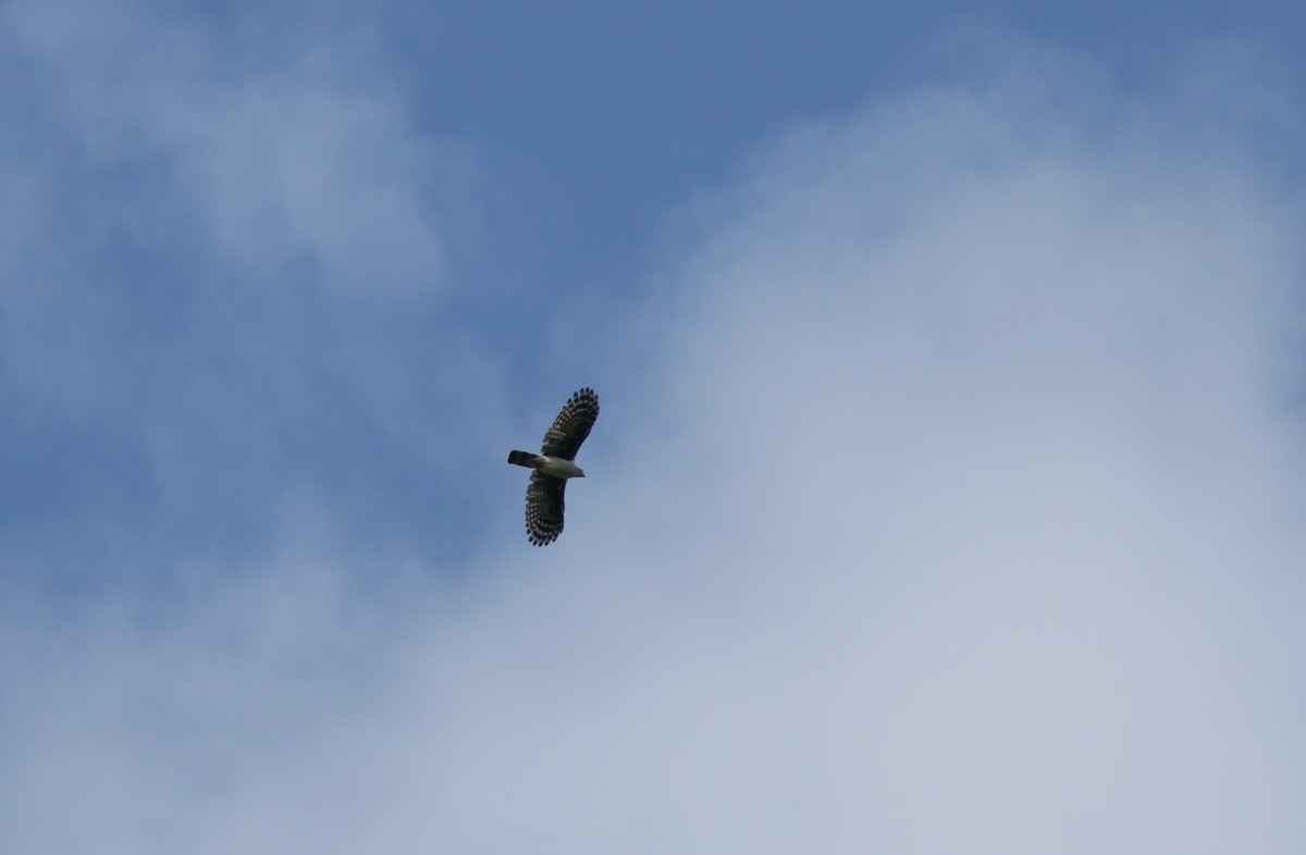 Gray-headed Kite - simon walkley