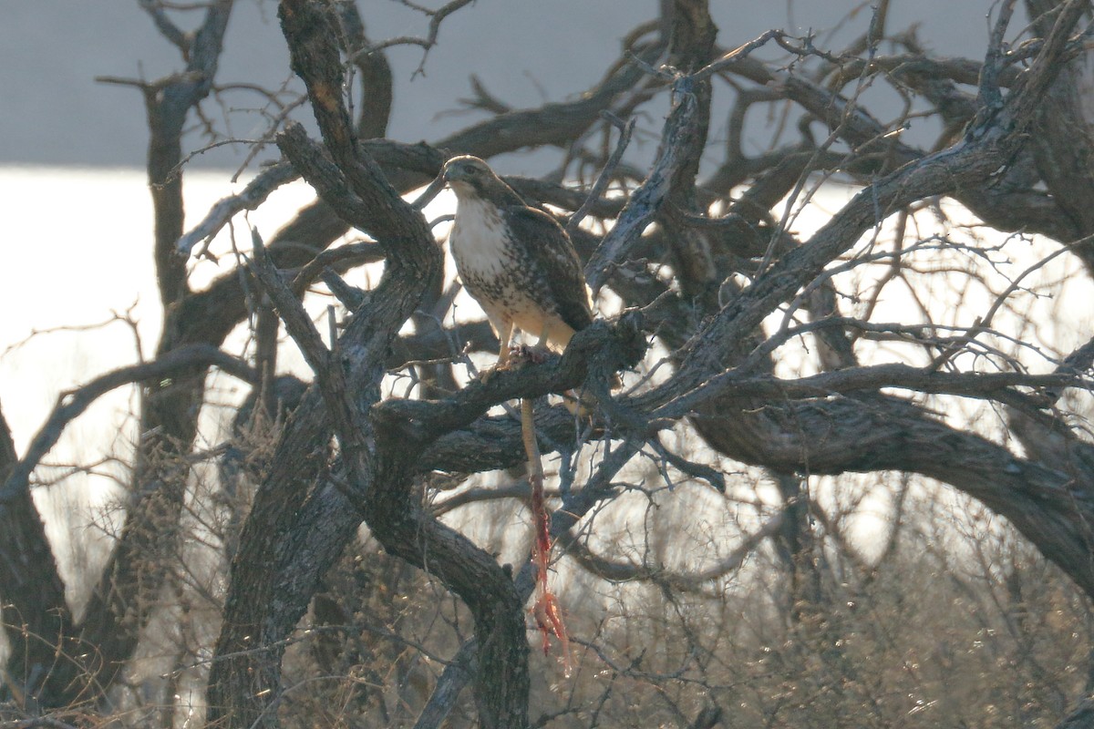 eBird Checklist 25 Feb 2020 Twin Buttes Reservoir 6 species