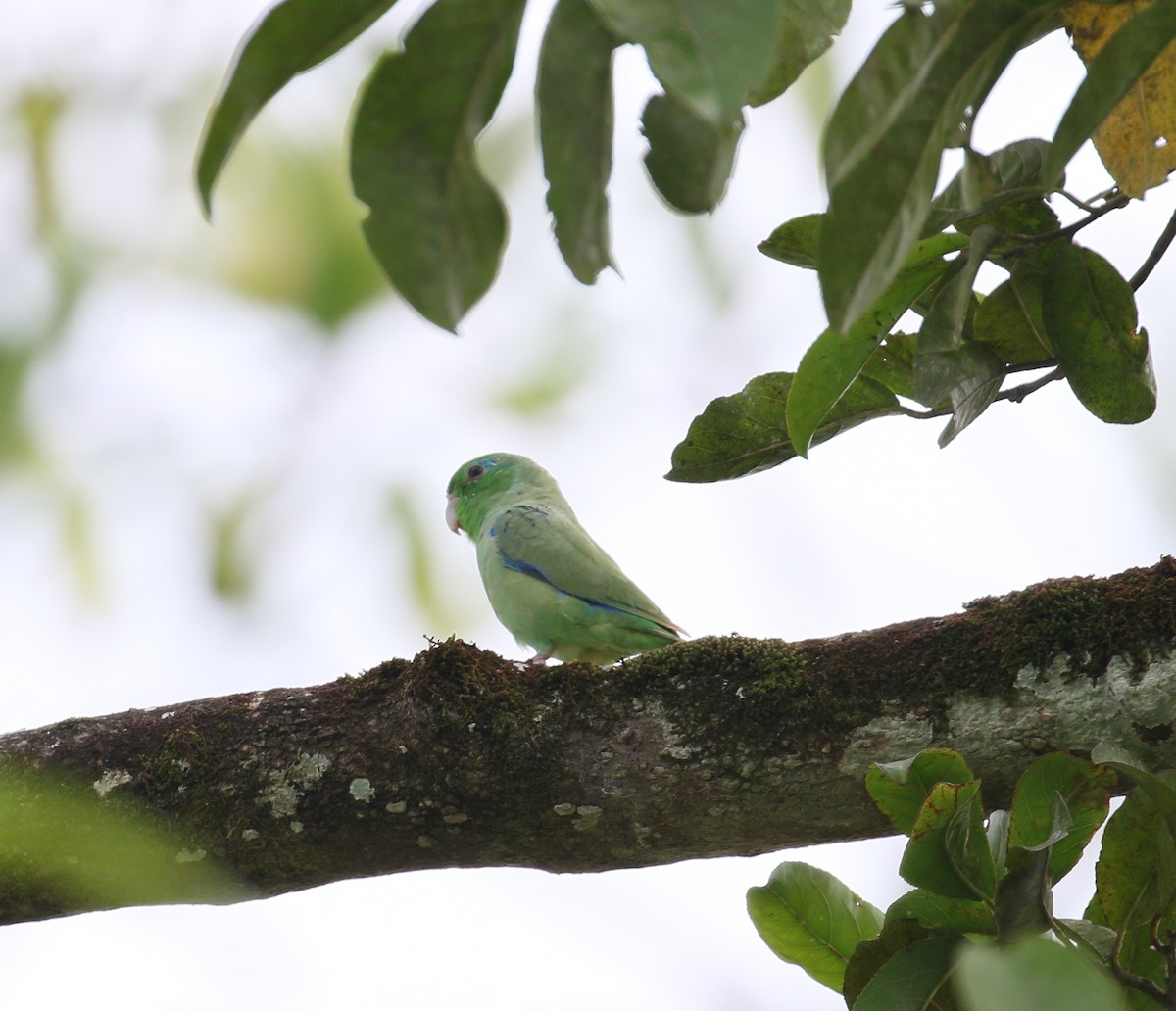 Spectacled Parrotlet - ML212394801