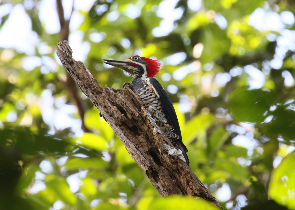 Crimson-crested Woodpecker - ML212395581