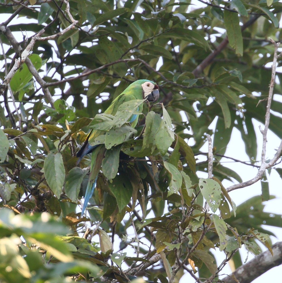 Chestnut-fronted Macaw - ML212396811