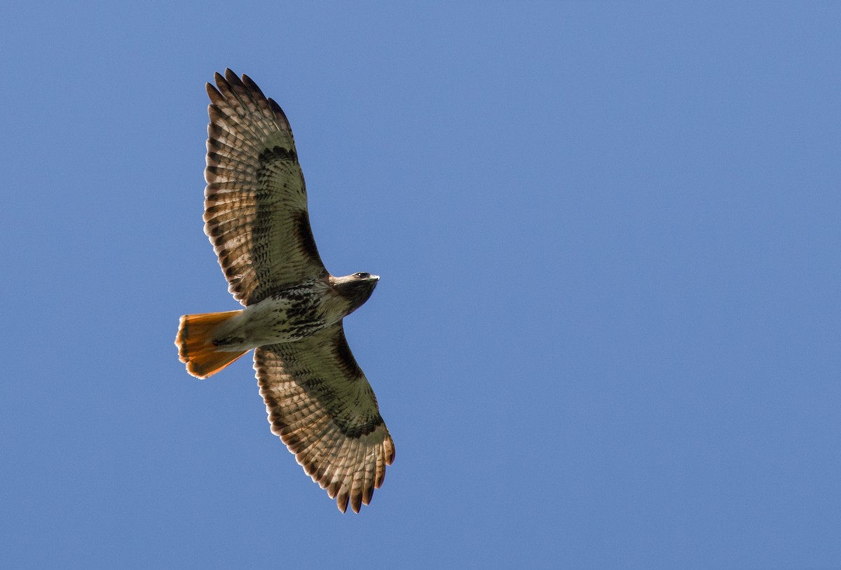 Red-tailed Hawk - ML212396891