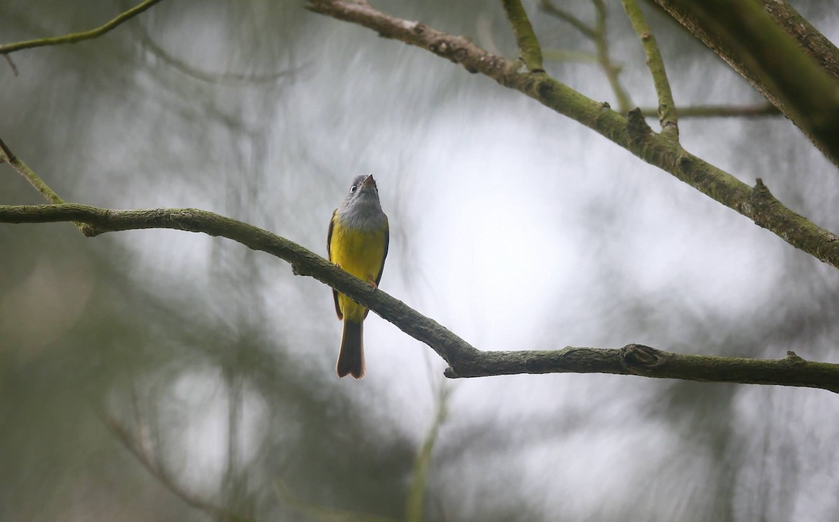Gray-headed Canary-Flycatcher - Ting-Wei (廷維) HUNG (洪)