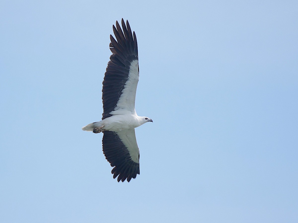 White-bellied Sea-Eagle - Mark Andrews
