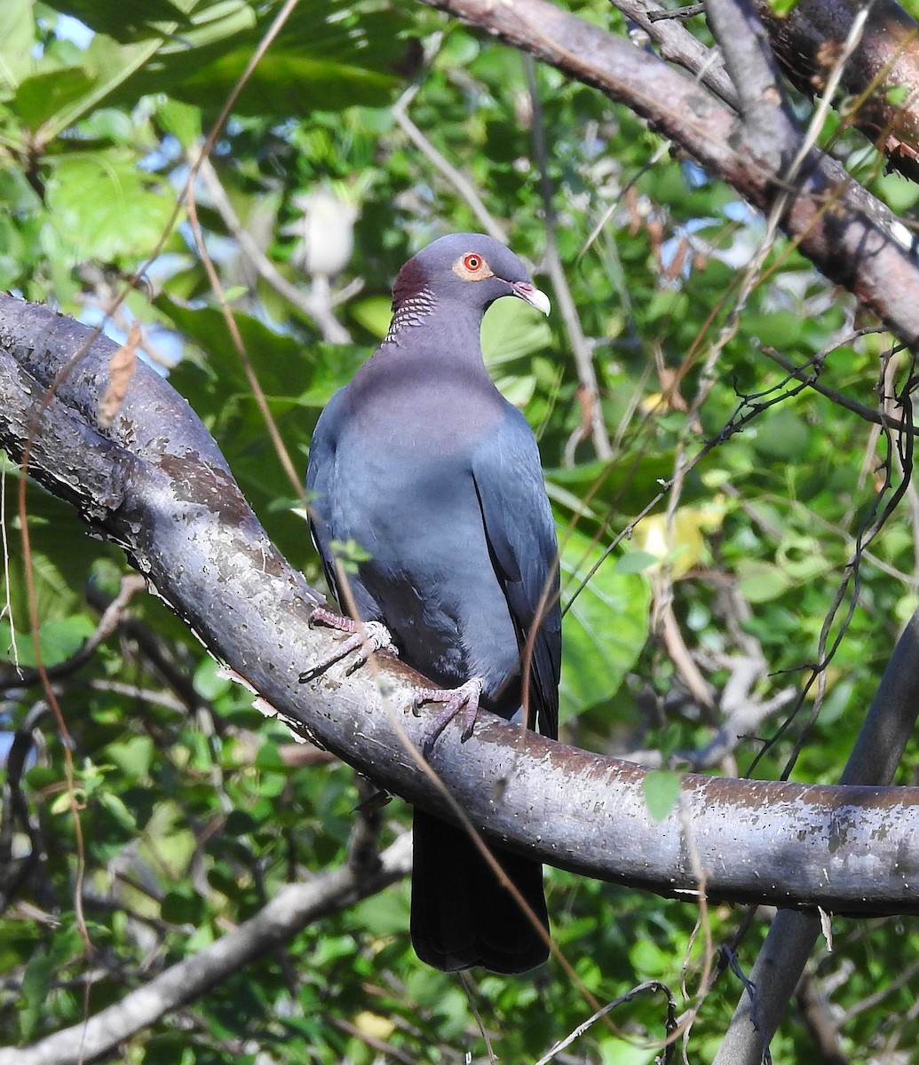 Scaly-naped Pigeon - ML212401881