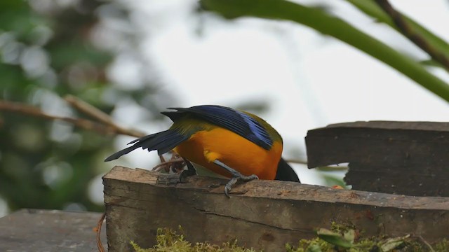 Black-chinned Mountain Tanager - ML212401901
