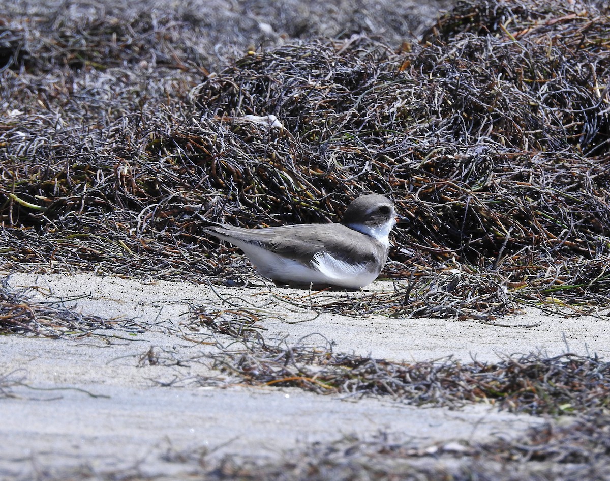 Semipalmated Plover - ML212401941