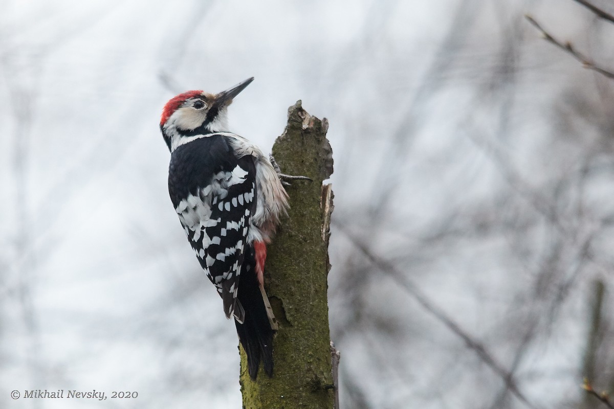 White-backed Woodpecker - Mikhail Nevsky