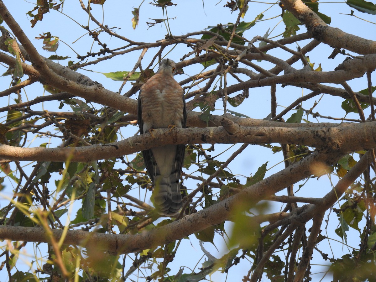 Common Hawk-Cuckoo - ML212416901