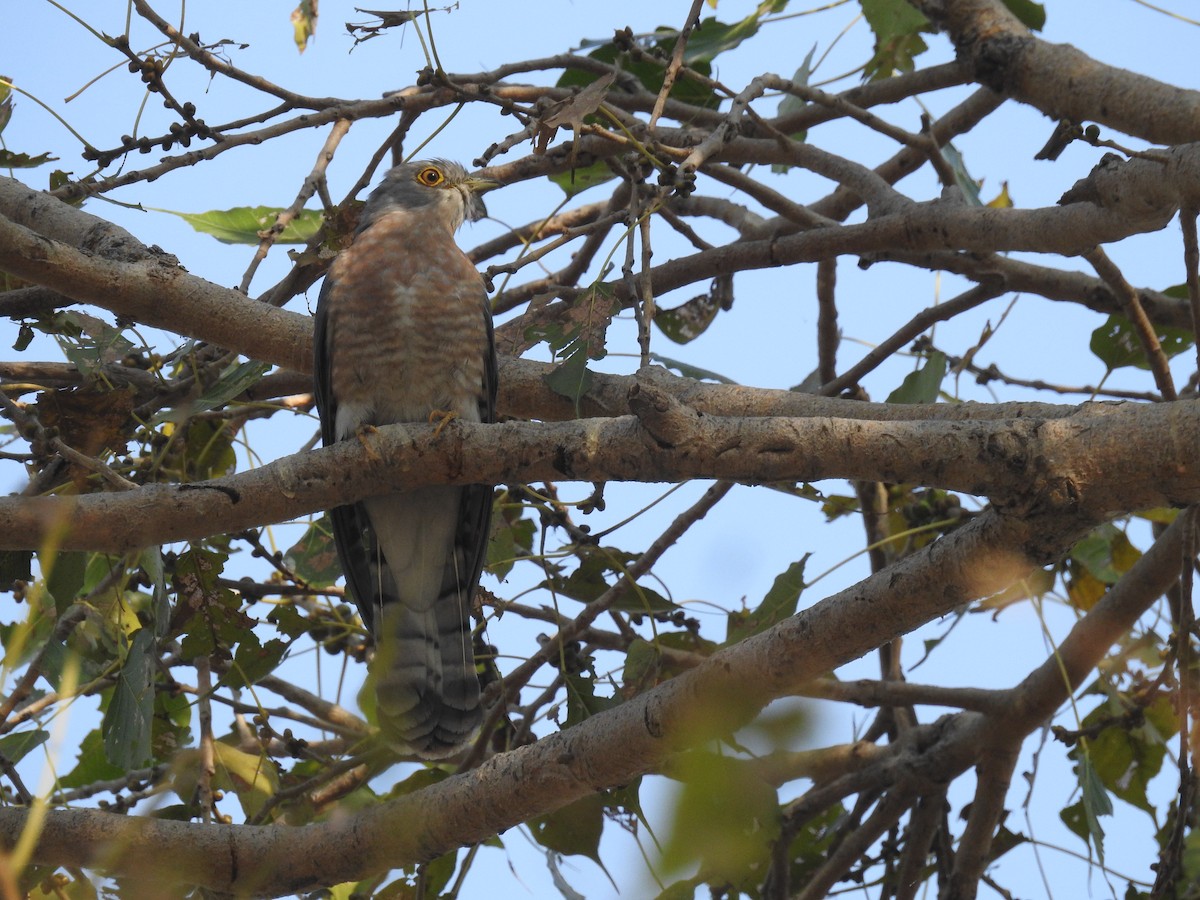 Common Hawk-Cuckoo - ML212416911