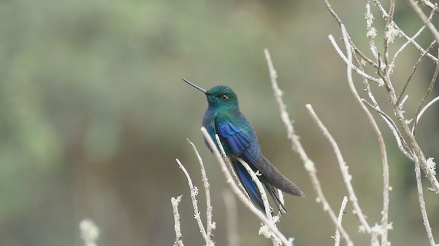 kolibřík modrokřídlý - ML212418671