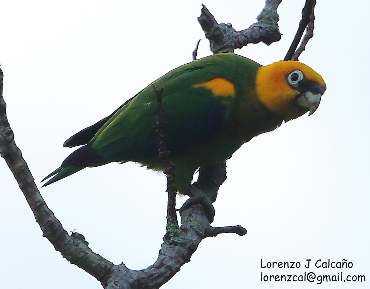 Saffron-headed Parrot - Lorenzo Calcaño