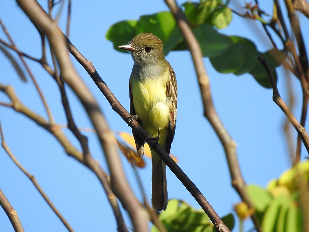 Great Crested Flycatcher - Richard Garrigues