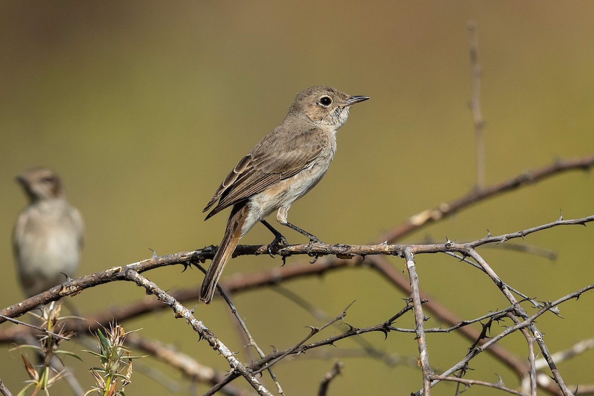 Brown-tailed Chat - ML212426641