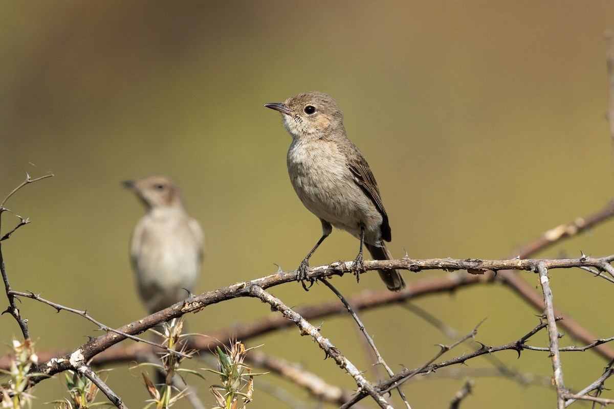 Brown-tailed Chat - ML212426671