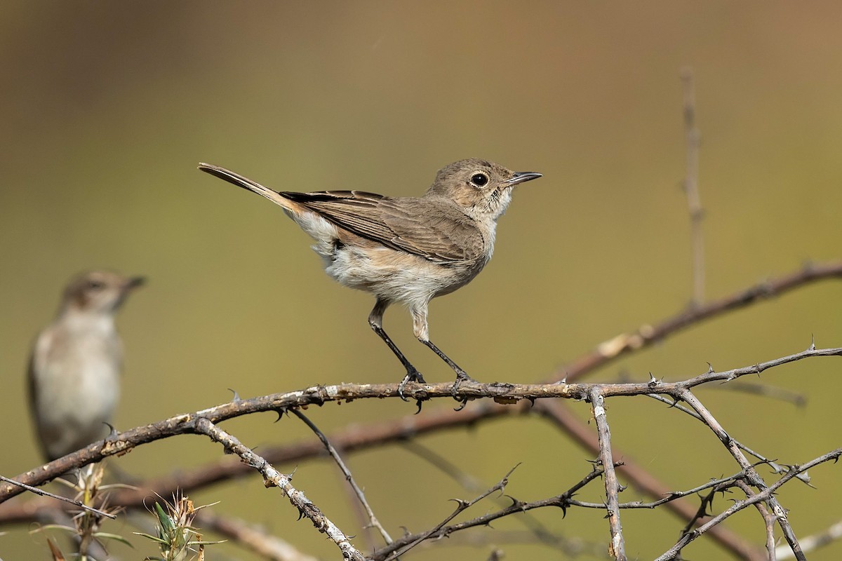 Brown-tailed Chat - ML212426681