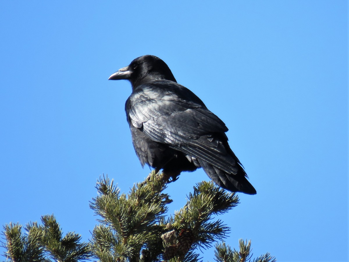 American Crow - ML212428321