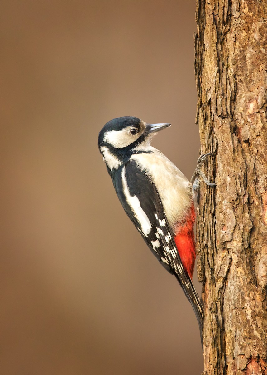 Great Spotted Woodpecker - Egor Vlasov