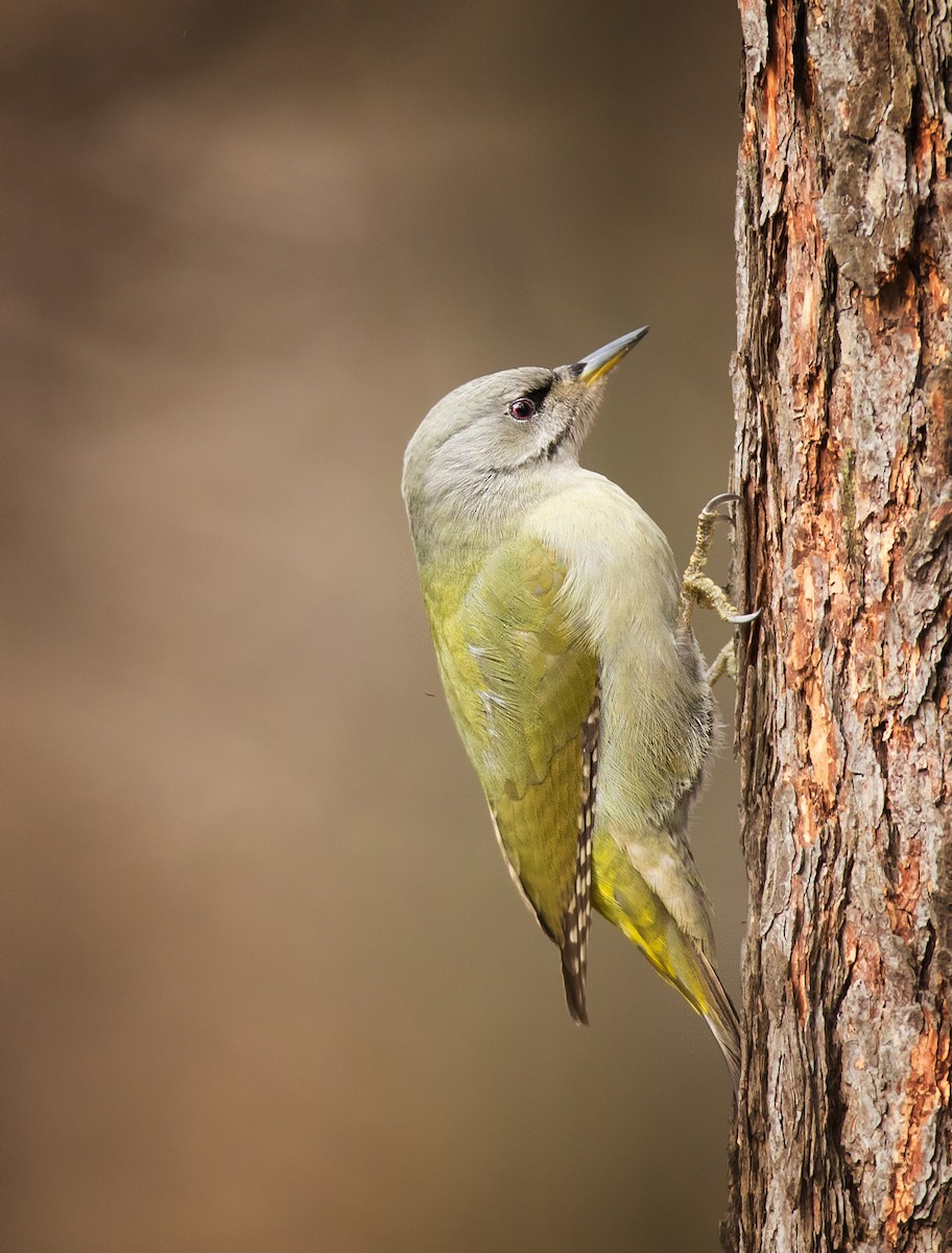Gray-headed Woodpecker - ML212428731