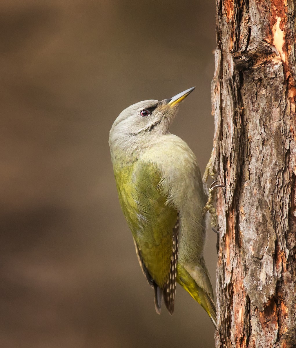 Gray-headed Woodpecker - ML212428741