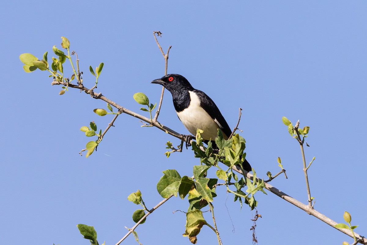Magpie Starling - ML212430641