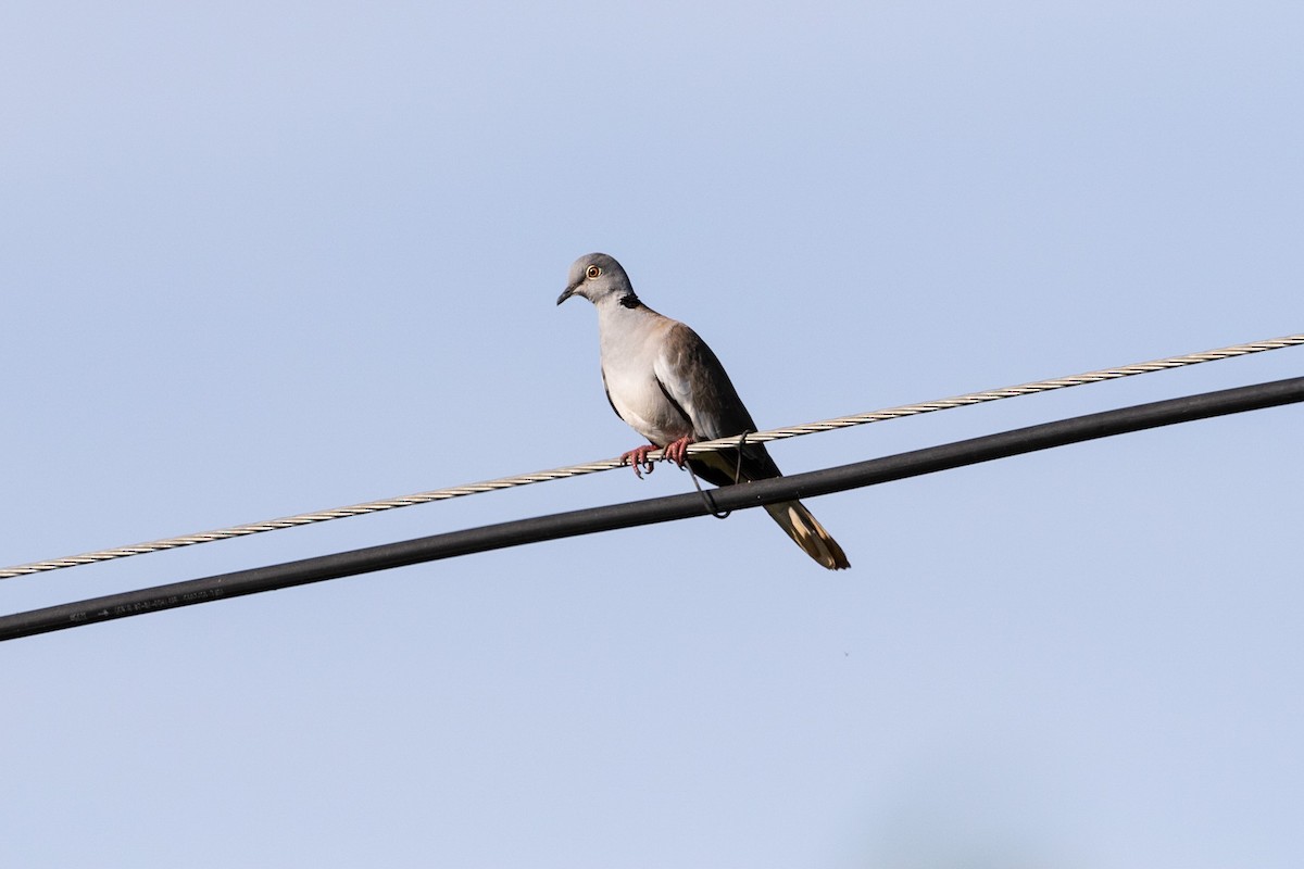 White-winged Collared-Dove - ML212430771