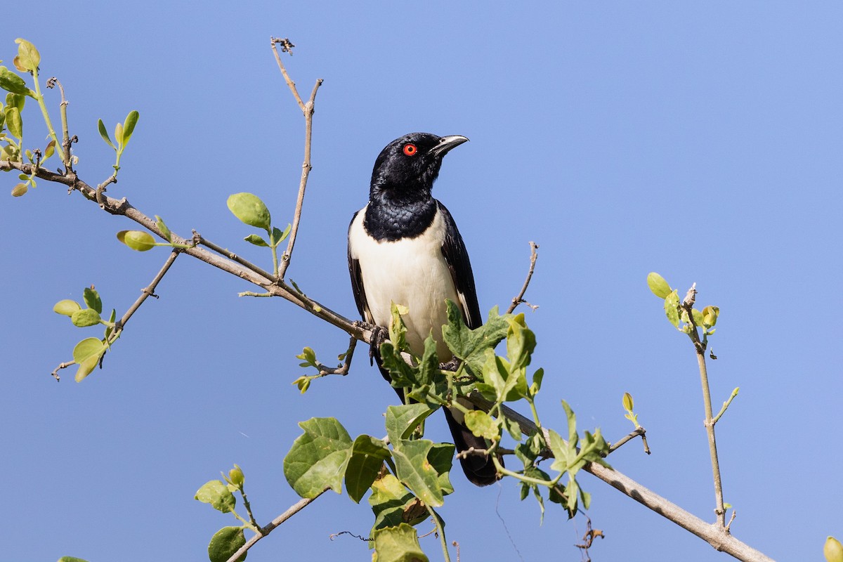 Magpie Starling - ML212430801