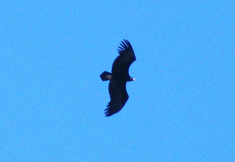 Cinereous Vulture - ML212432021
