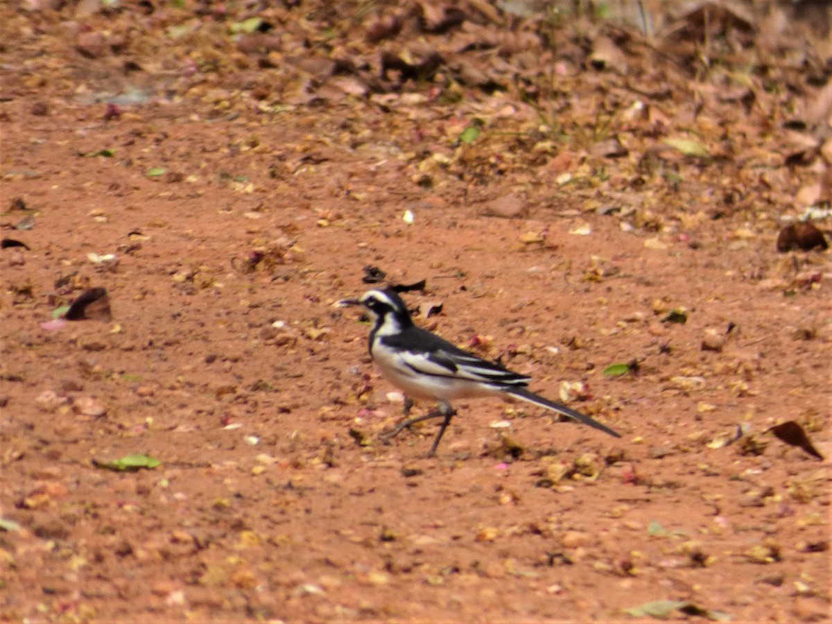 African Pied Wagtail - ML212432601