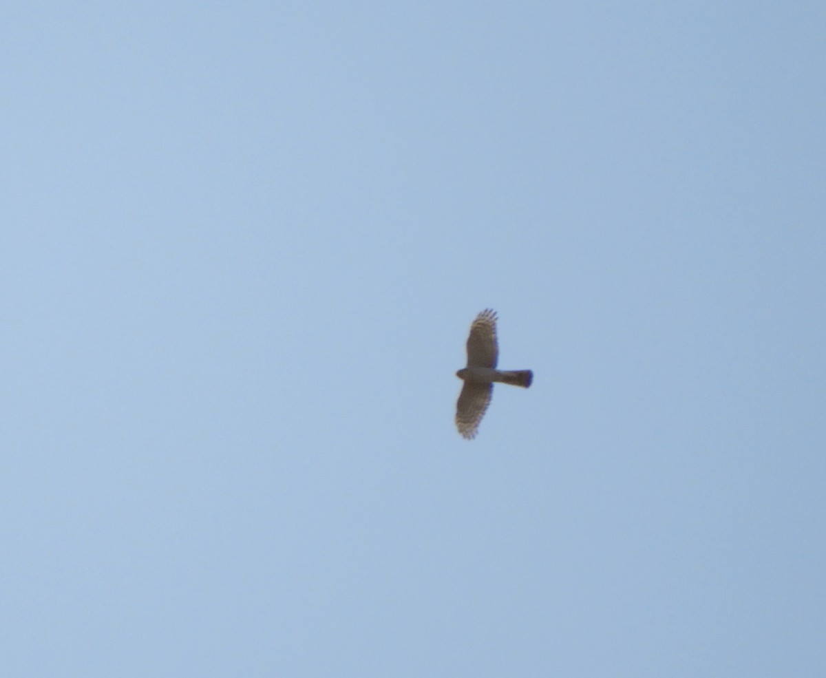 Eurasian Sparrowhawk - ML212433361