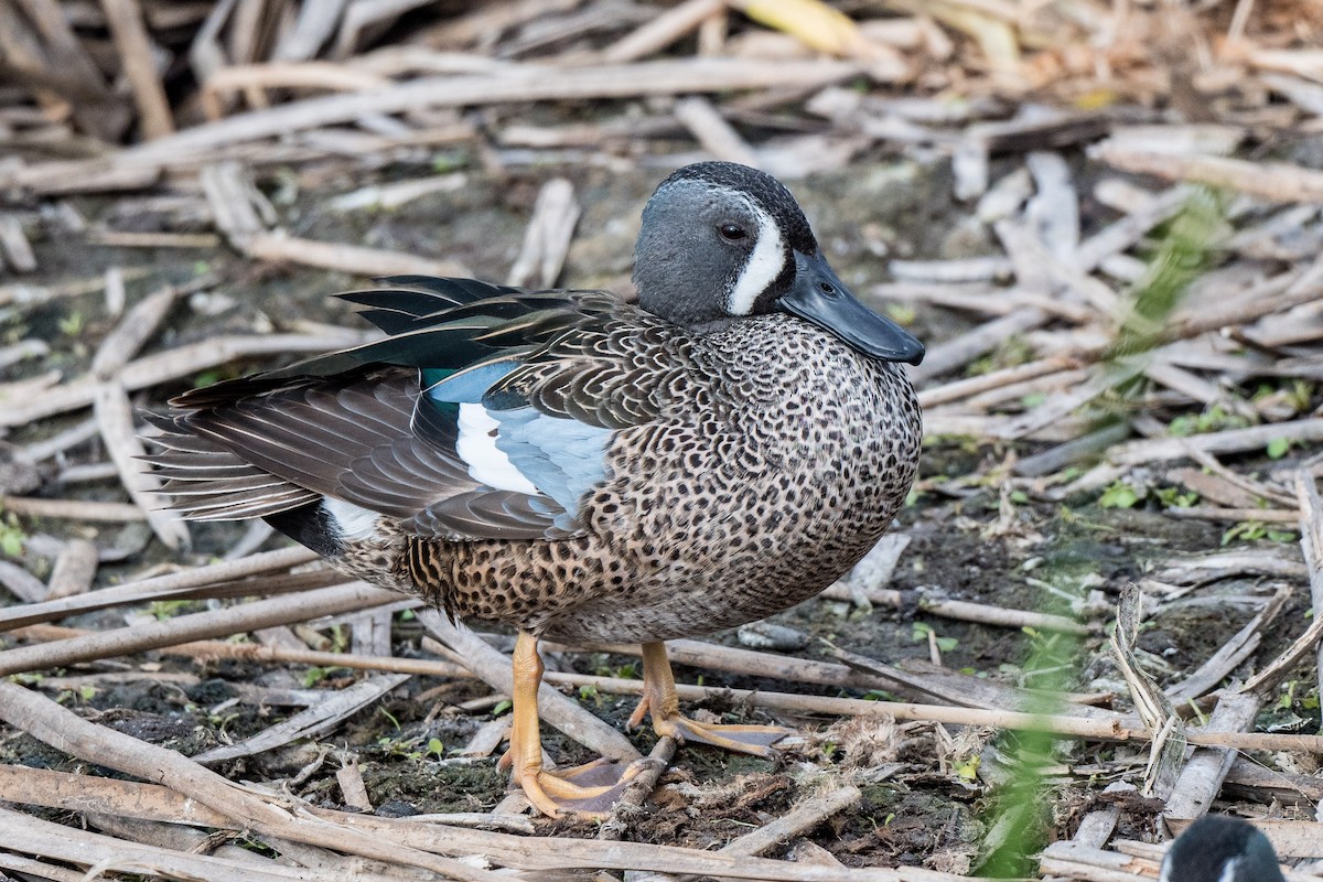 Blue-winged Teal - ML212435591