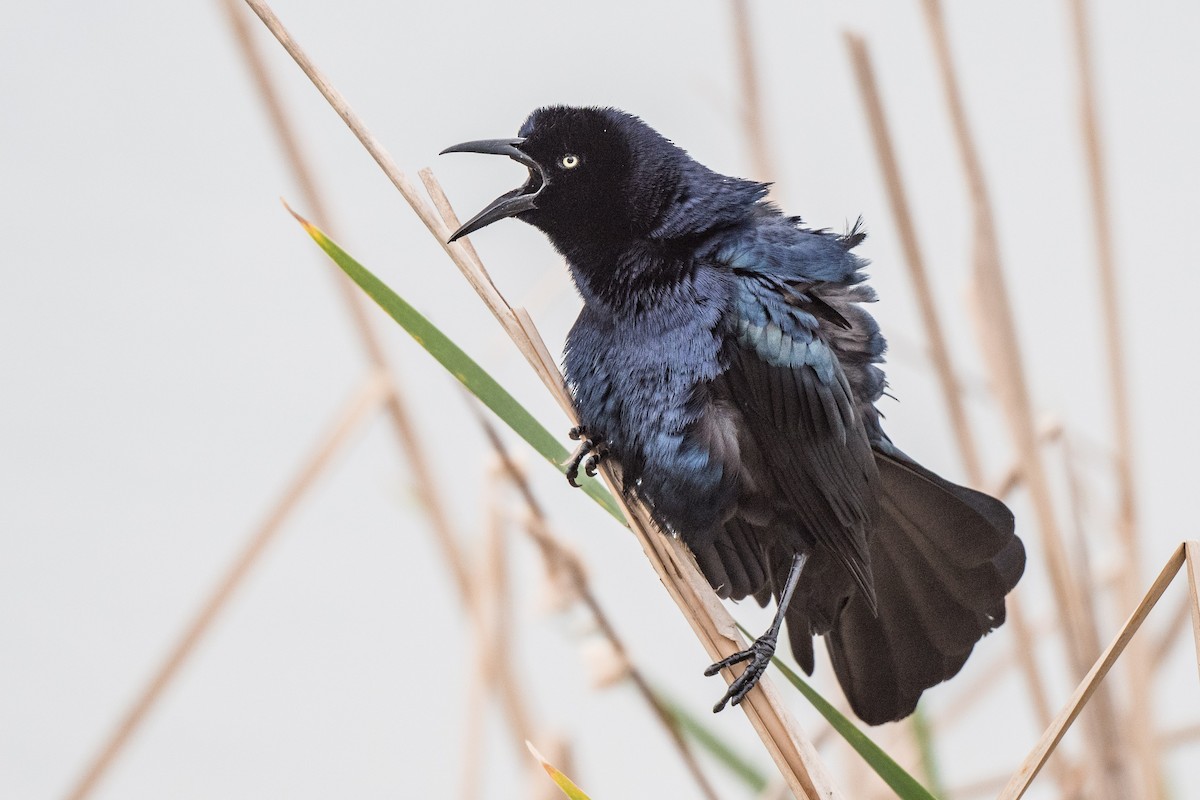 Great-tailed Grackle - ML212435801