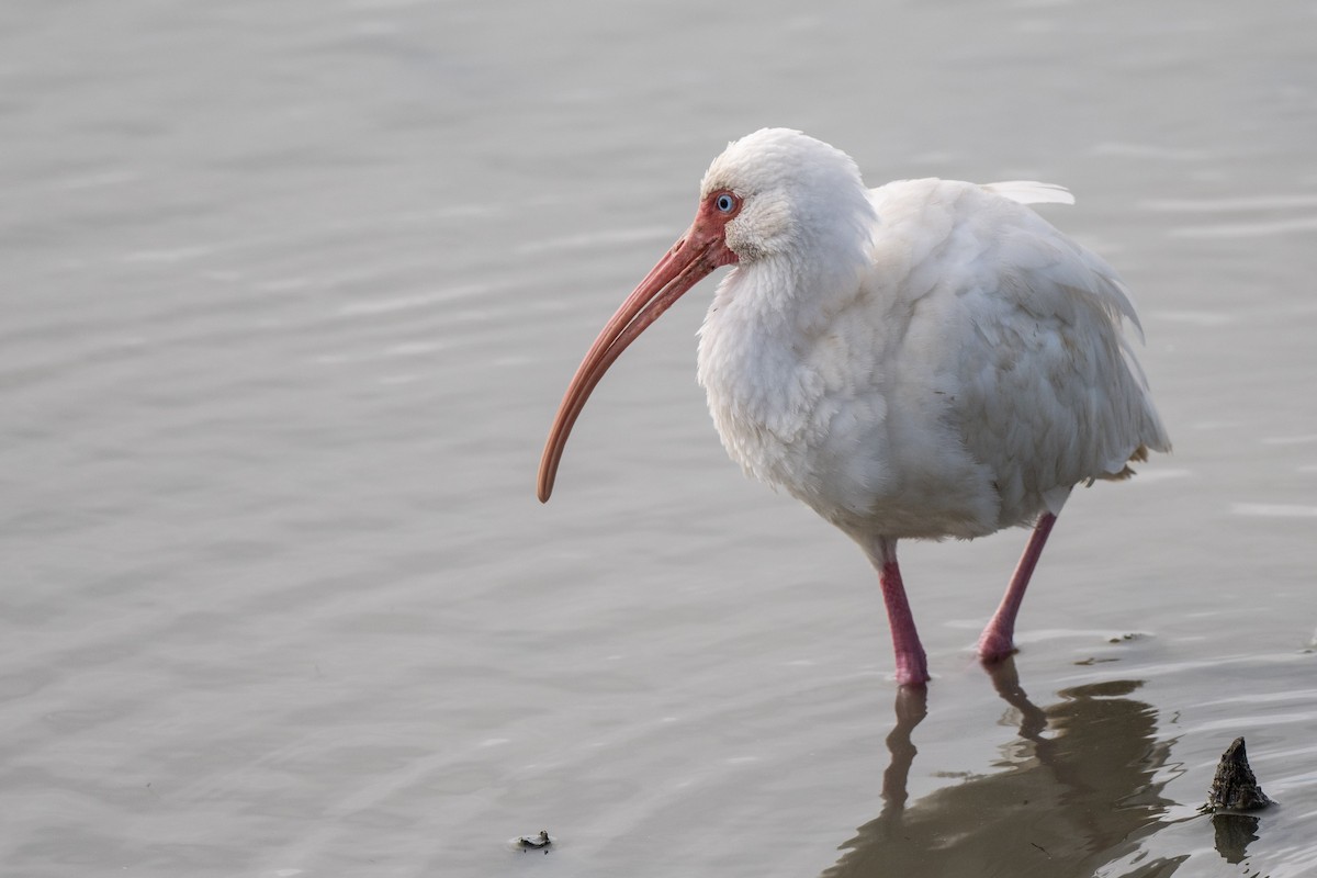 ibis bílý - ML212436011
