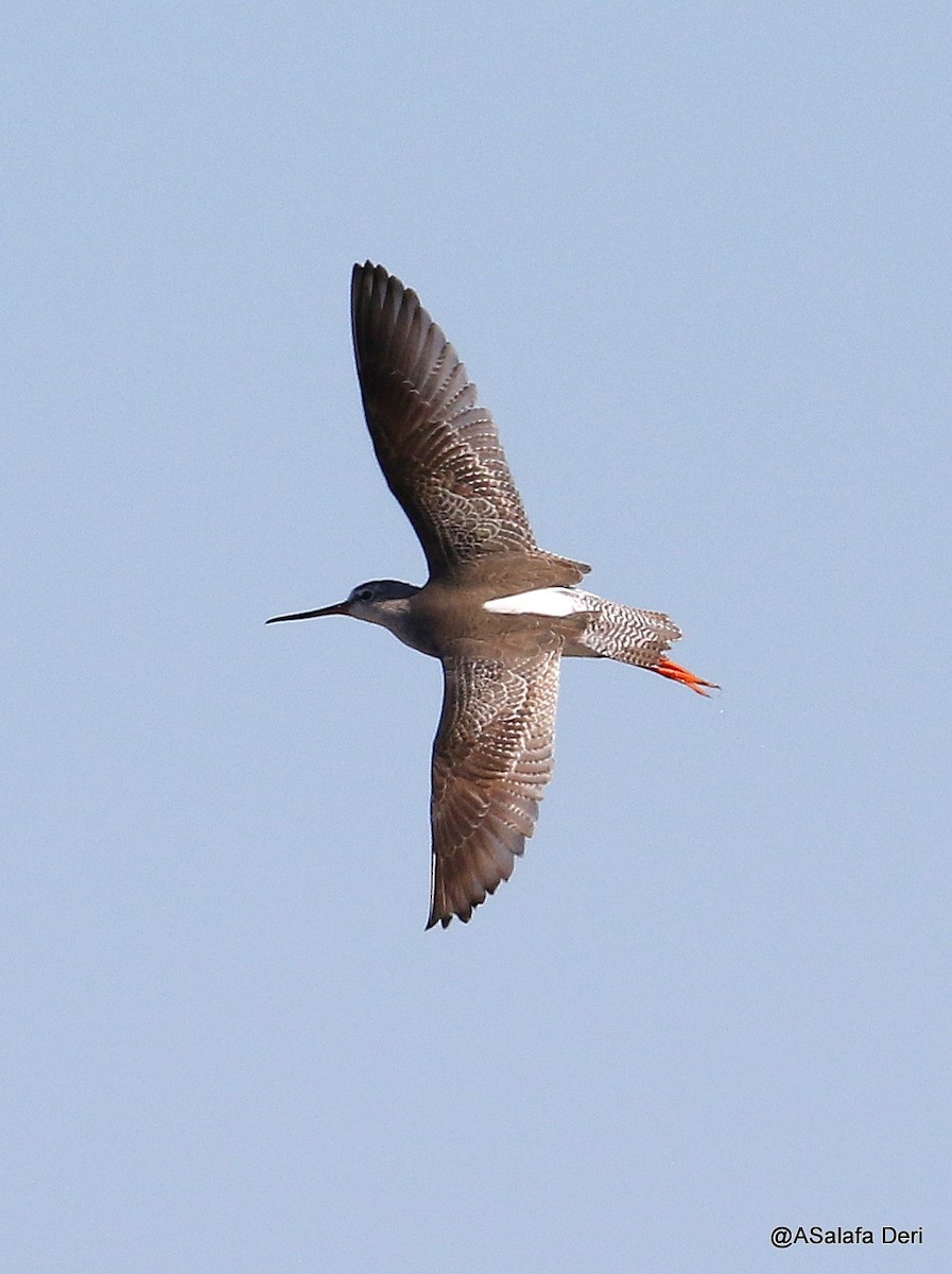 Spotted Redshank - ML212437821