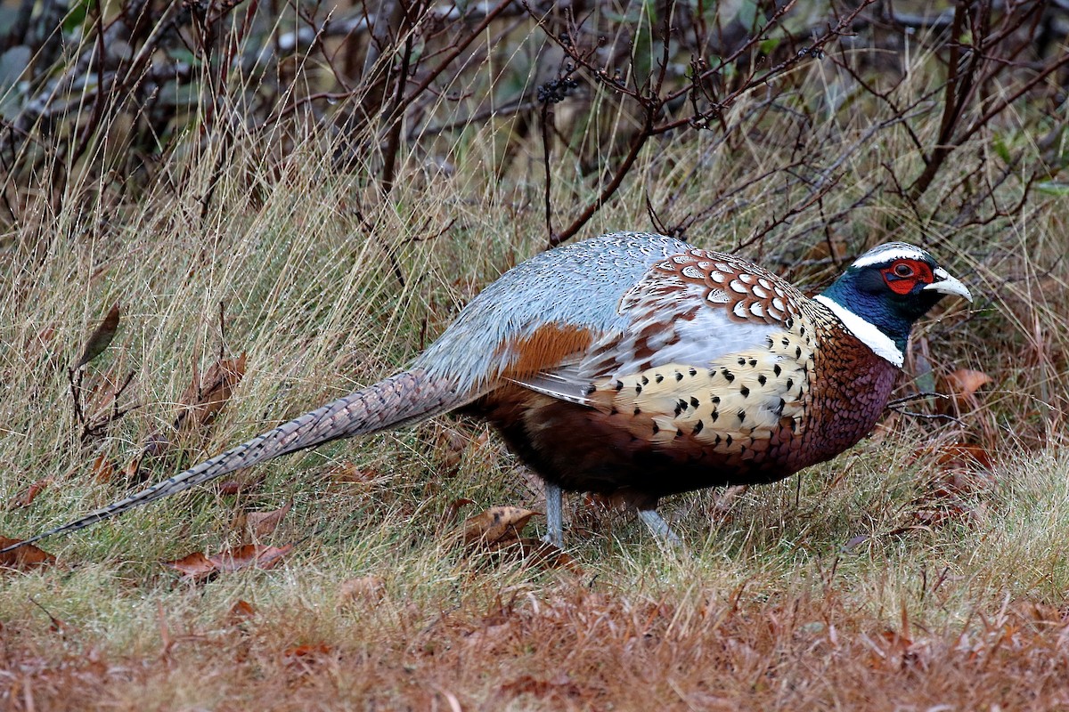 Ring-necked Pheasant - ML21243791