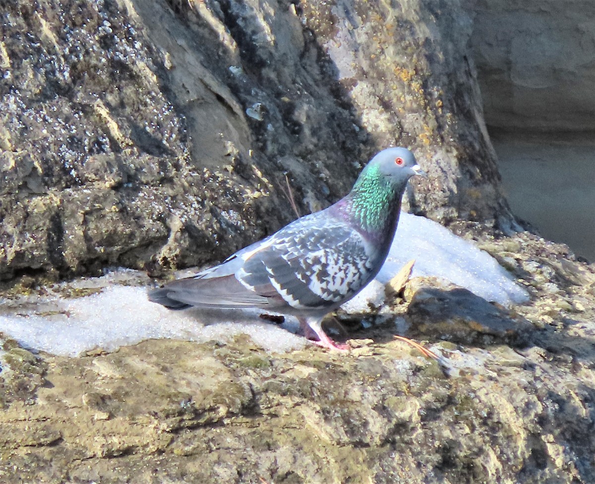 Rock Pigeon (Feral Pigeon) - ML212439841