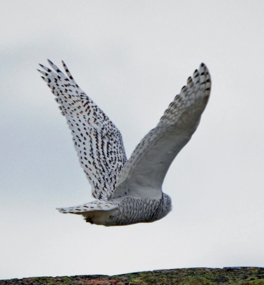 Snowy Owl - ML21244301