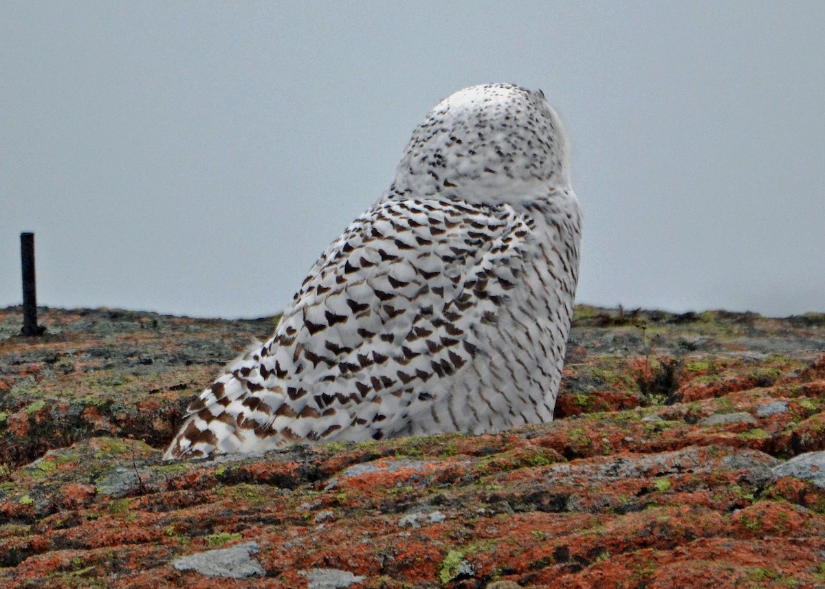 Snowy Owl - ML21244331