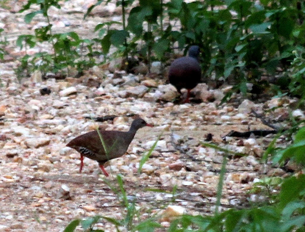 Small-billed Tinamou - Elby Anderson A Silva