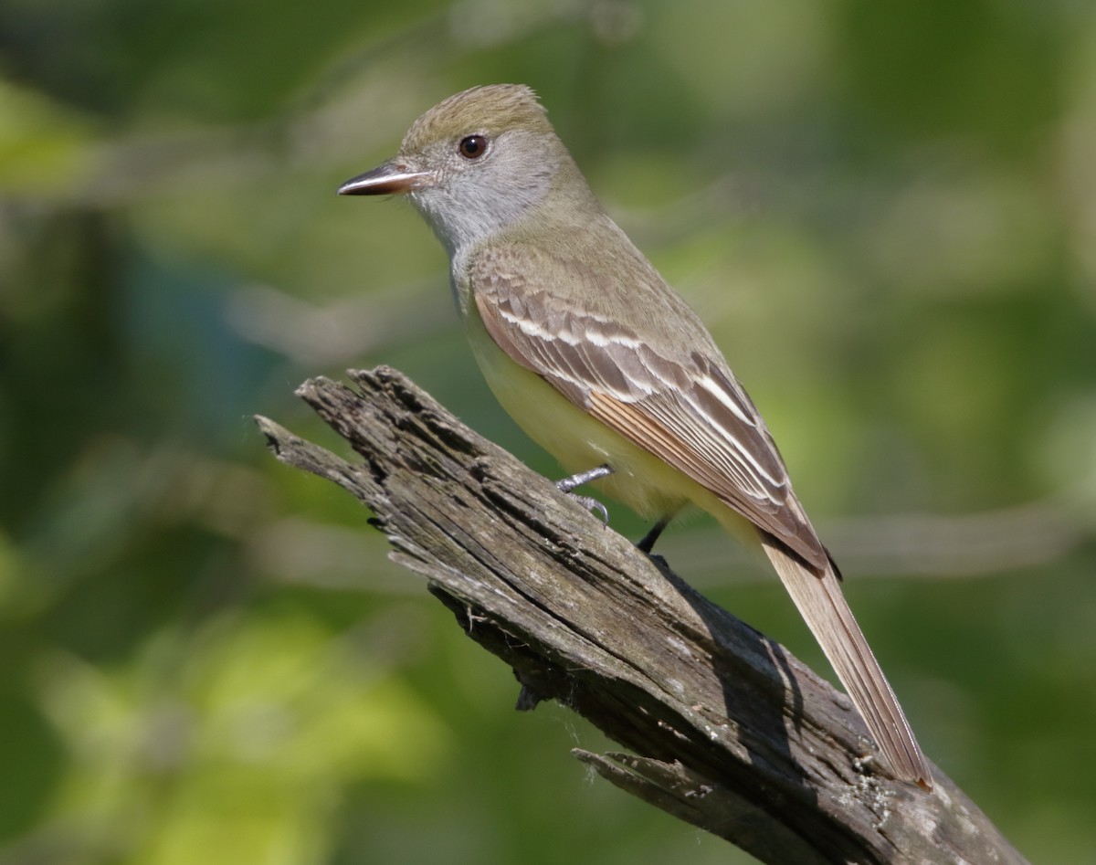 Great Crested Flycatcher - Michael Brown