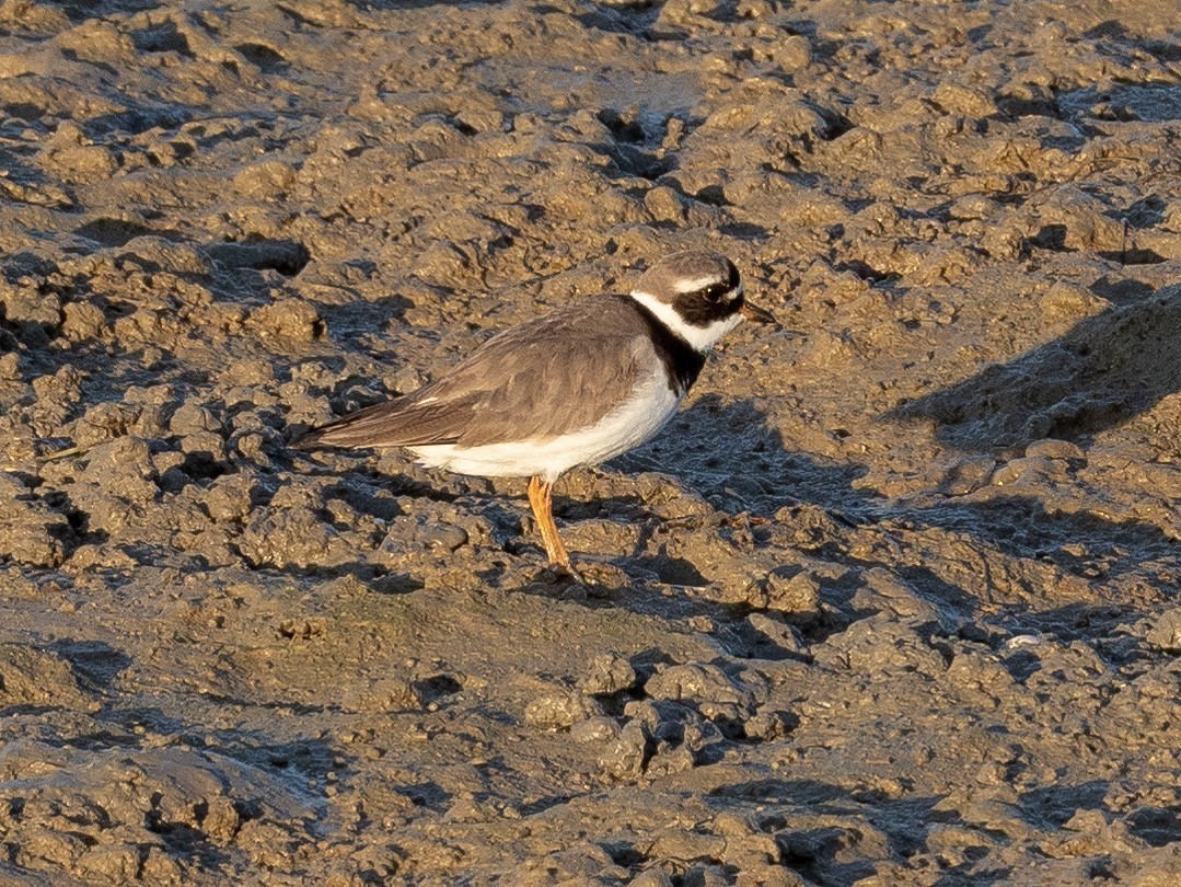 Common Ringed Plover - ML212449321