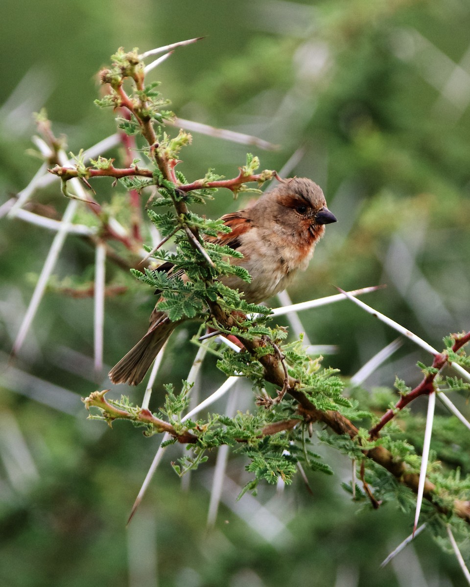 Chestnut Sparrow - ML212454411