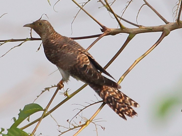 Common Cuckoo - ML21245511