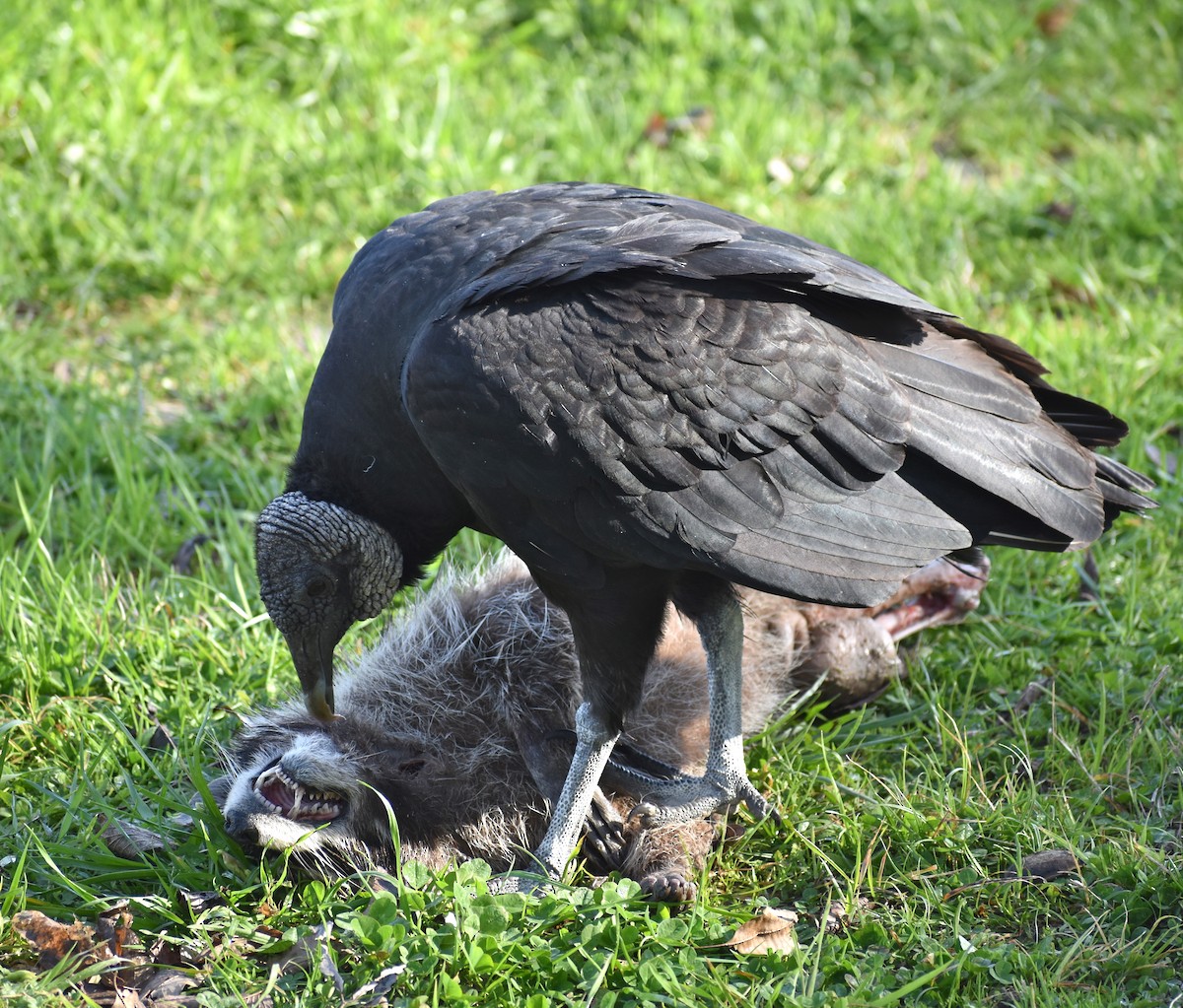 Black Vulture - ML212456501
