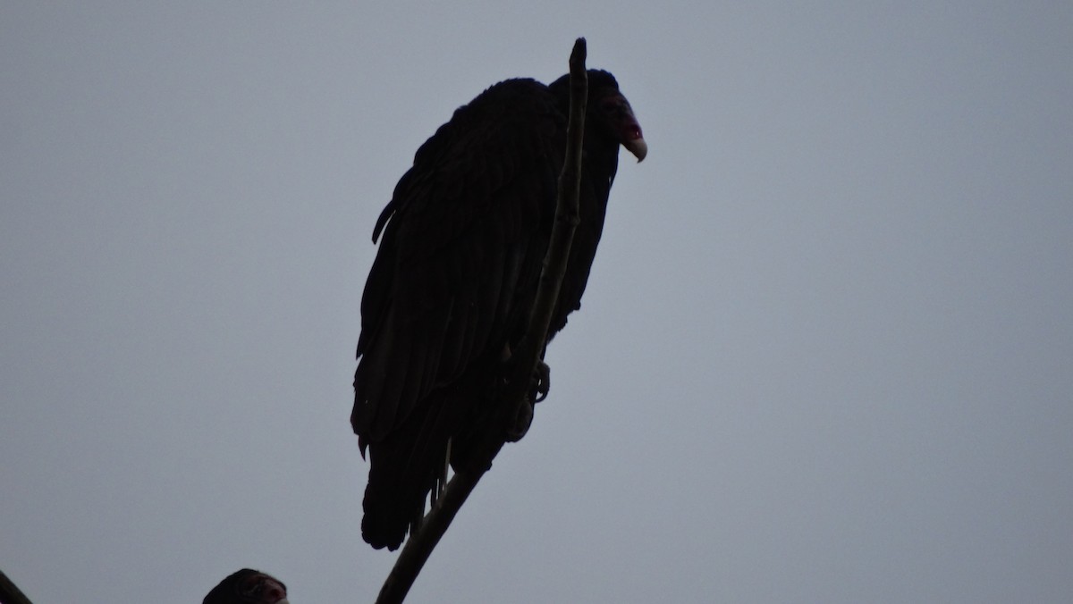 Turkey Vulture - Francisco Valdes
